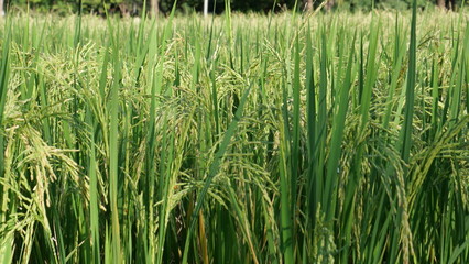 Growing rice in paddy in Asia
