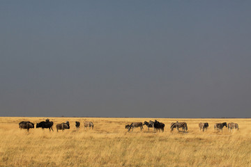 afrykańskie zwierzęta pasące się na wyschniętych trawach sawanny