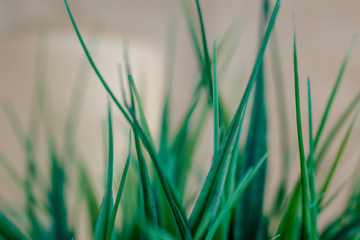 Emerald artificial grass. Background from grass. Thin lawn grass. Lawn.