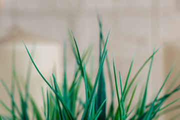 Emerald artificial grass. Background from grass. Thin lawn grass. Lawn. Grass indoors.