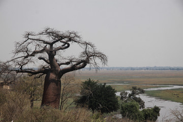 duży baobab stojący wśród traw na afrykańskiej sawannie