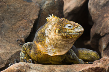 Galapagos land iguana, Conolophus subcristatus, in Baltra island, Galapagos National Park, Ecuador..