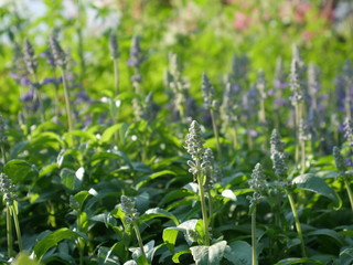 Colorful flowers in the nature