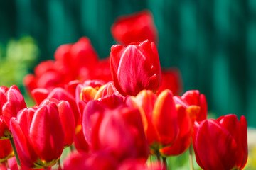 Red tulips in spring on a sunny day