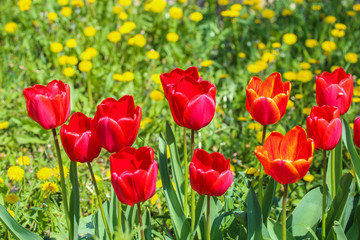 Red tulips in a meadow in spring on a sunny day