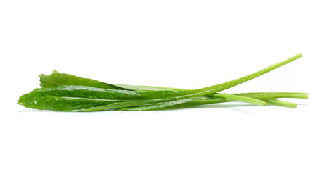 Vegetable,Culantro  isolated on white background