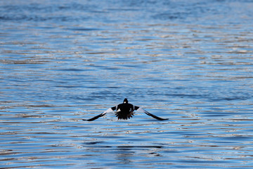 Goldeneye Duck Takeoff 