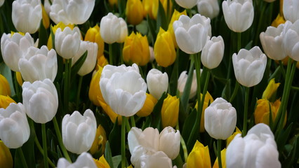 Tulip flowers in the nature