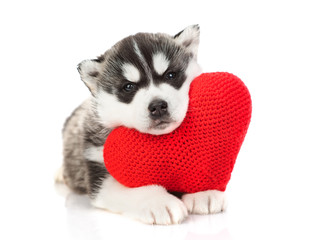 Husky puppy hugs a plush heart. Isolated on a white background © Ermolaeva Olga
