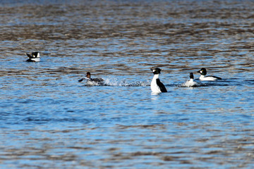Naklejka premium Goldeneye Drake 