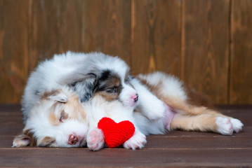 Australian Shepherd puppies sleeping hugging each other next to a red plush heart on a dark wooden background
