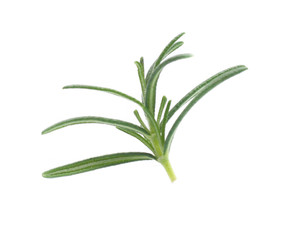 rosemary isolated on white background