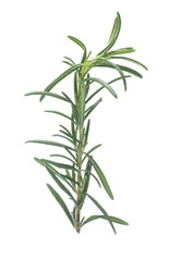 rosemary isolated on white background
