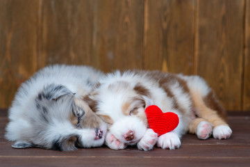 Australian Shepherd puppies sleeping hugging each other next to a red plush heart on a dark wooden background