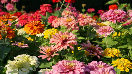 Beautiful flowers in the park