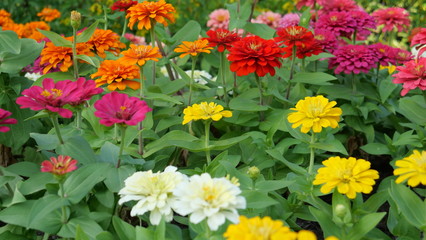 Fototapeta premium Beautiful flowers in the park