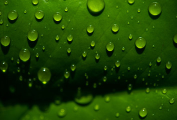 The dew drops on the leaves are not green