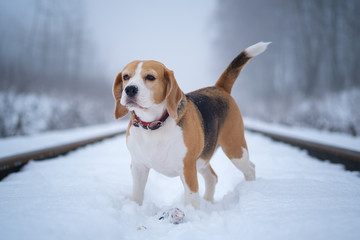 Beagle dog on a walk in a winter park. winter beagle portrait in fog