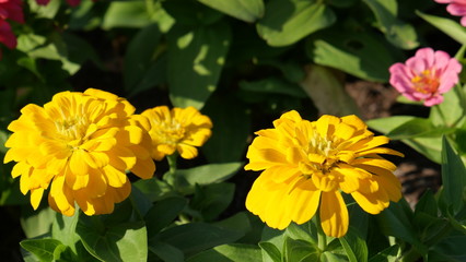 Beautiful flowers in the park