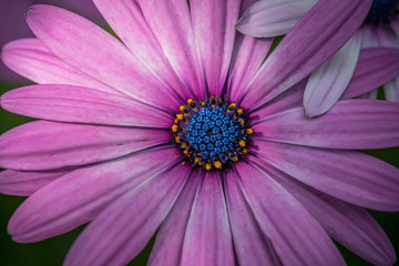 Obraz premium A macro photo of pink, orange and blue cape marguerite flowers