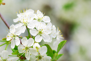 Close up of the spring cherry blossoms