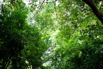 Fototapeta na wymiar Fertile green leaves and trees There is a light shining into the beautiful natural concept.