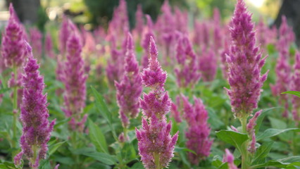 Obraz premium Beautiful flowers in the park