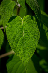 Fototapeta na wymiar Green heart-shaped textured leaf