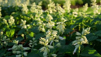 Beautiful flowers in the park