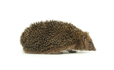 Hedgehog isolated on a white background