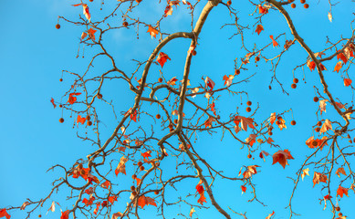 Autumn natural background with red leaves on a background against blue sky