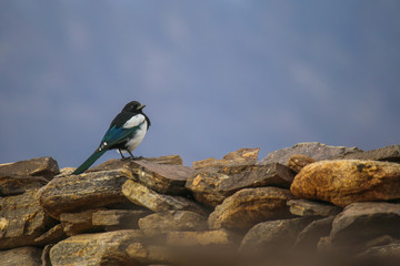 magpie close-up sitting on the ruins of an ancient fortress in the Pamir mountains