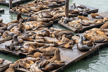 Pier 39 in San Francisco with sea lions