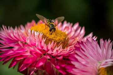 A hoverfly (Syrphidae) on a pink flower