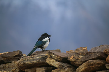 magpie close-up sitting on the ruins of an ancient fortress in the Pamir mountains