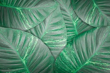 Dark green leaves texture background. Tropical leaf for backdrop or wallpaper.