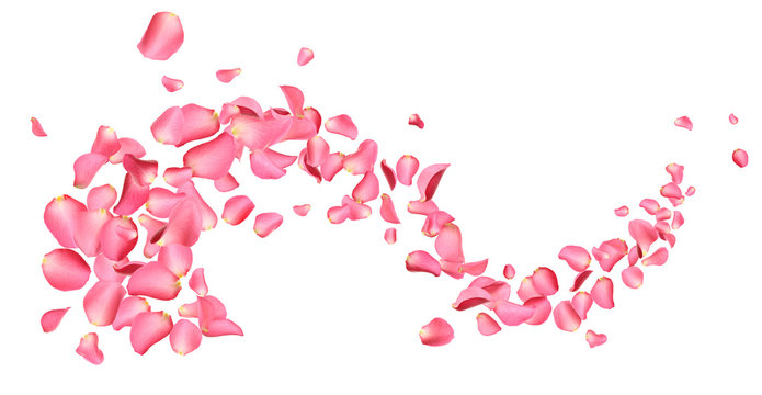 Flying fresh pink rose petals on white background foto de Stock | Adobe  Stock