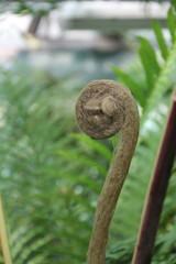 fern shoots, Spiral fern leaf, fern macro shot, Spiral fern frond, fern leaves, Fractal Spirals