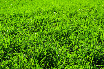 Green grass texture from a  field
