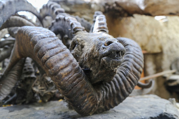 Obraz premium Horns and skulls of sheeps marco polo and capricorns in a mazar in the Pamir mountains