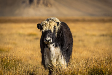 Fototapeta na wymiar wild yak on pasture in the Pamir Mountains