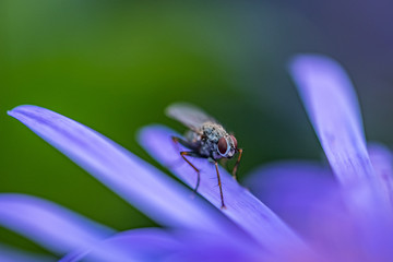 Fly on purple flower 