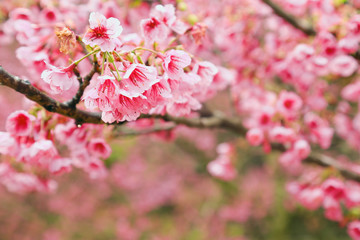 Vintage sakura or cherry blossom