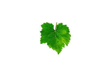 Fresh green grape leaves isolated on white background.