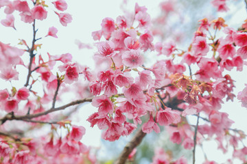 Vintage sakura or cherry blossom
