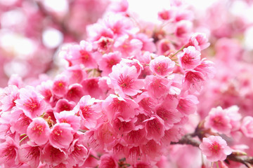 Vintage sakura or cherry blossom