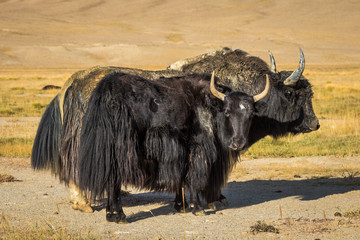 wild yak on pasture in the Pamir Mountains