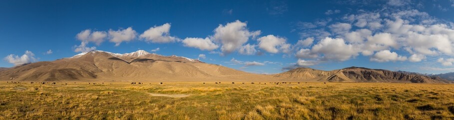 Fototapeta na wymiar Panorama of mountain pastures with wild yakas in the Pamir mountains in Tajikistan, on the border with Avganistan