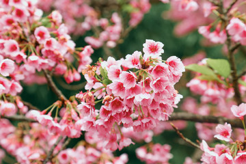 Vintage sakura or cherry blossom
