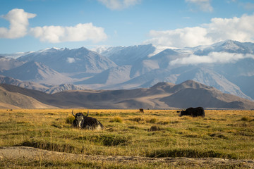 wild yak on pasture in the Pamir Mountains